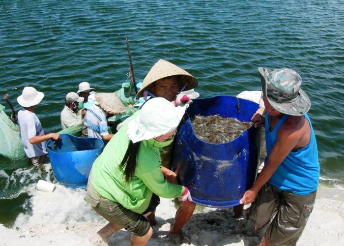 Thu hoạch tôm sú tại Bạc Liêu