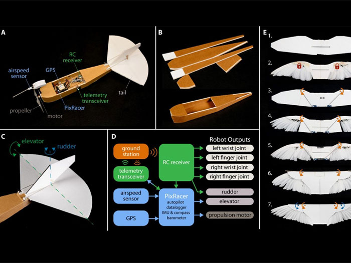 Phát triển drone dựa trên nguyên lý từ những cánh chim