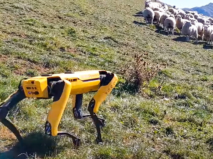 Robot Spot – Robot chăn cừu trên đồi thông minh