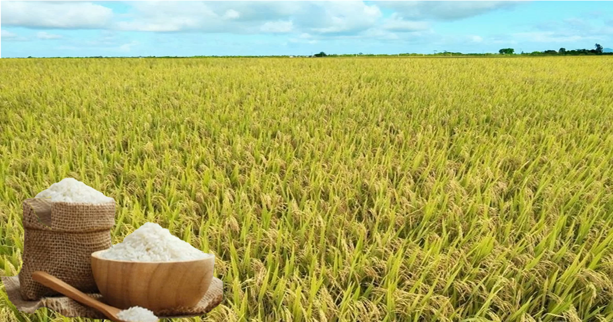 XAY XÁT LÚA GẠO HIỆU QUẢ – GIẢI PHÁP TIẾT KIỆM ĐIỆN NĂNG TỪ HẠO PHƯƠNG